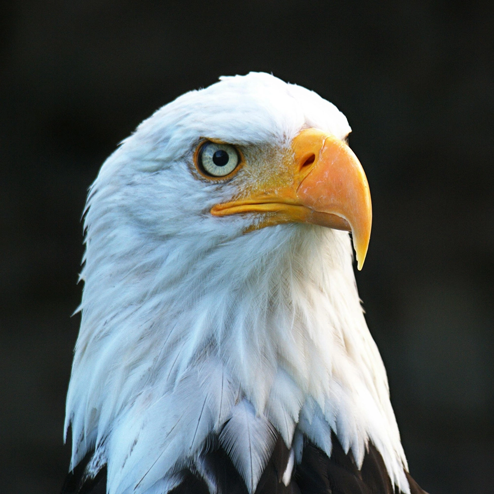 A bald eagle with white feathers and black beak.